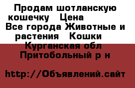 Продам шотланскую кошечку › Цена ­ 10 000 - Все города Животные и растения » Кошки   . Курганская обл.,Притобольный р-н